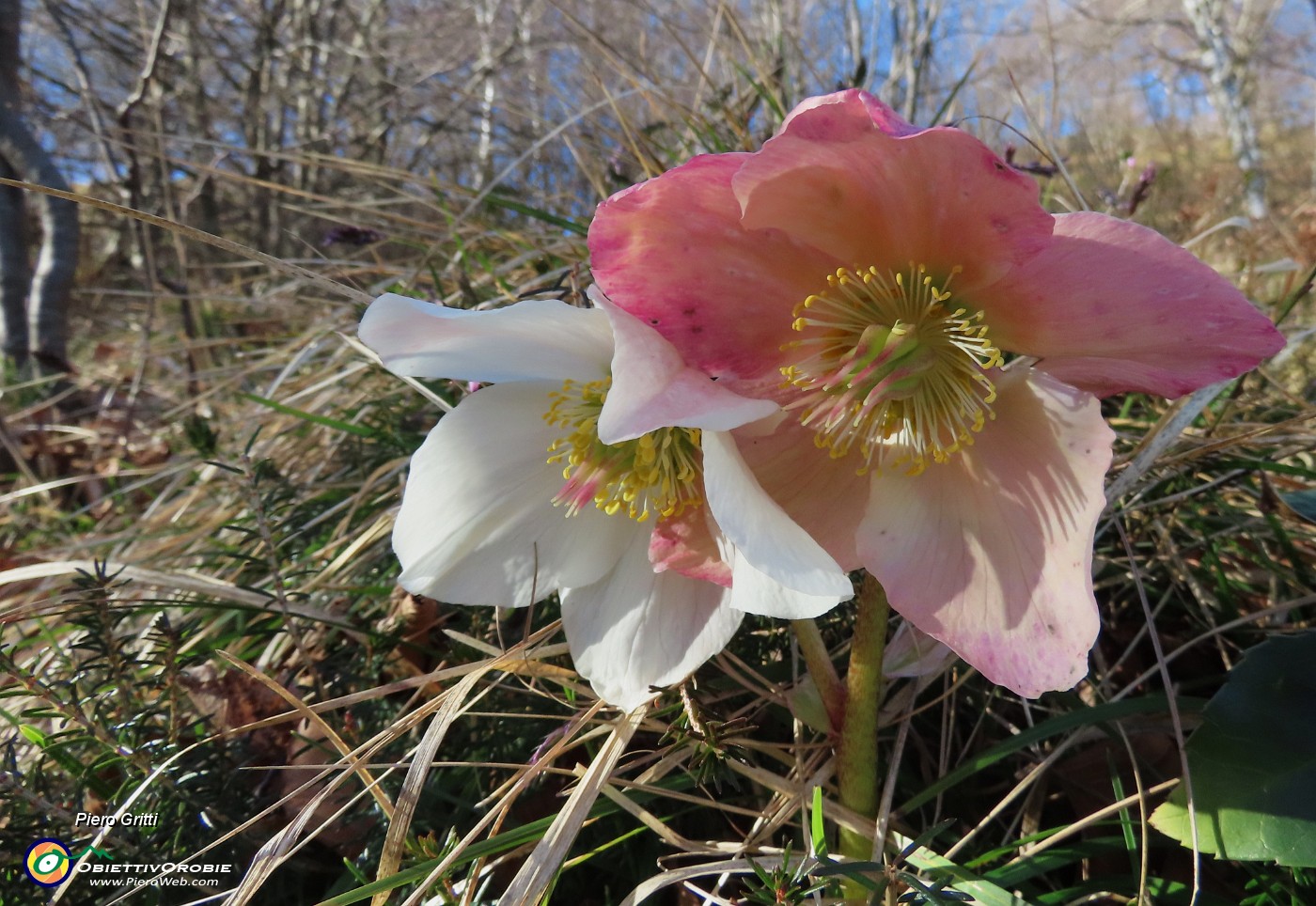 28 Helleborus niger (Elleboro) verso la fruttescenza.JPG
